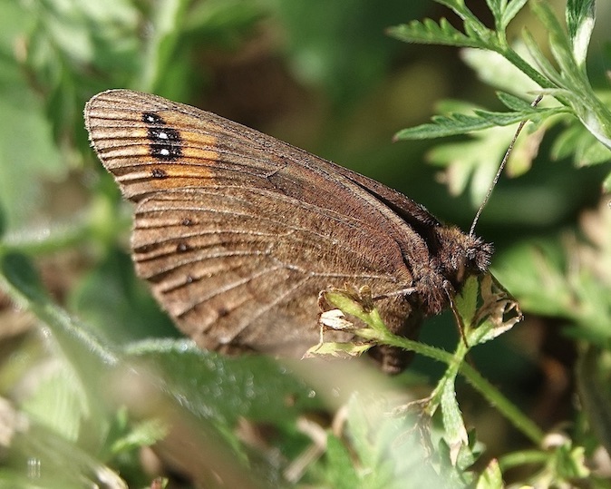 de Prunner's ringlet